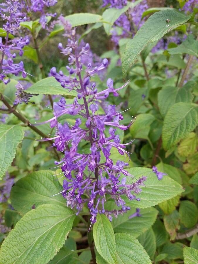 Plectranthus 3
