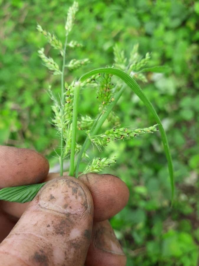 Setaria barbata 2