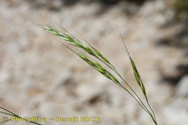 Achnatherum paradoxum 21