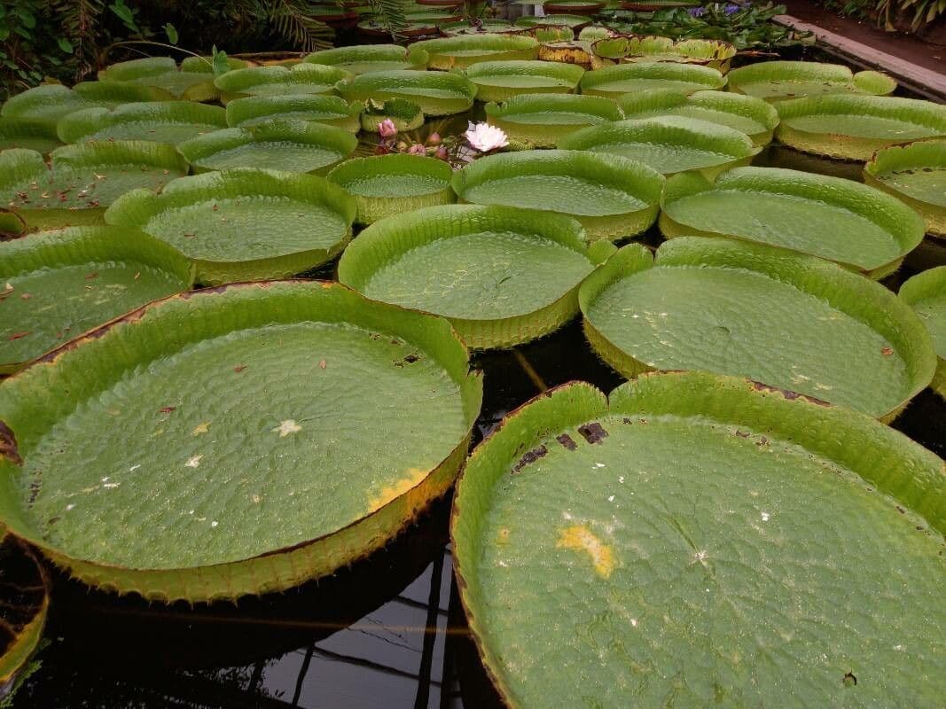 Kreuzblättrige Seerose 8