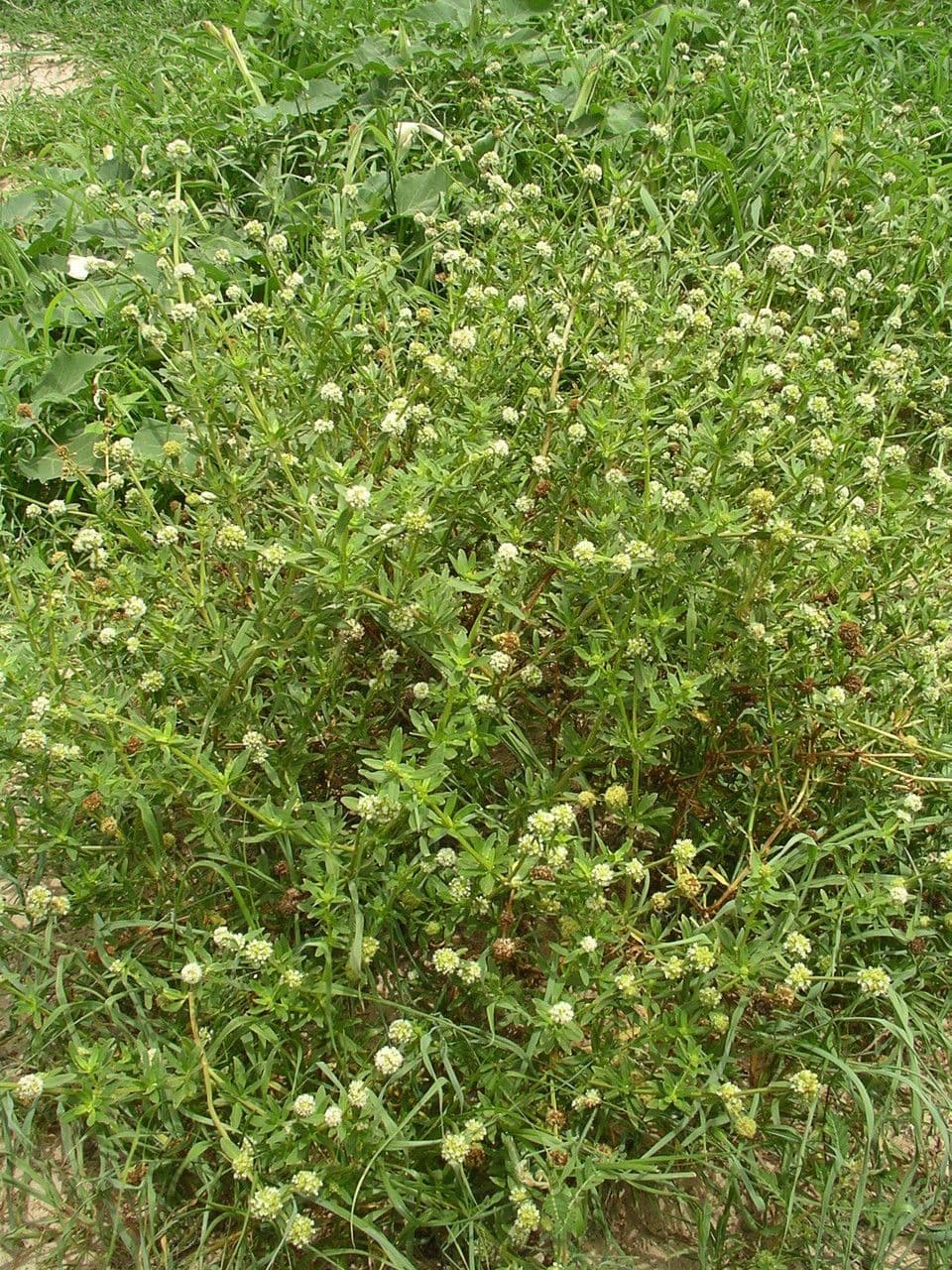 Spermacoce verticillata 6