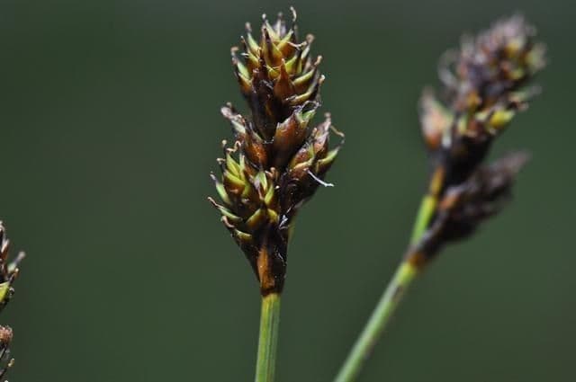 Carex di Lachenal 5