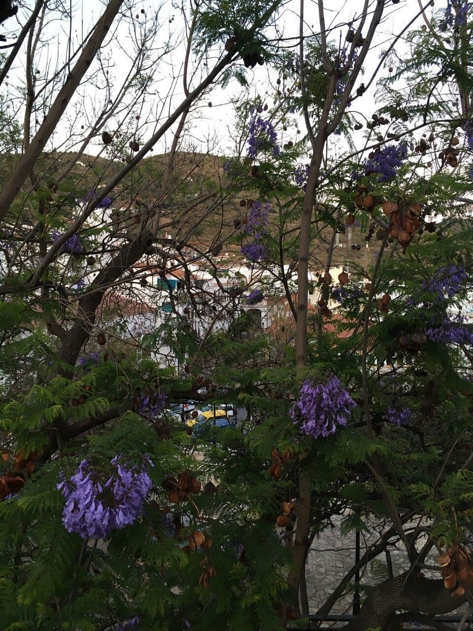 Jacaranda 20