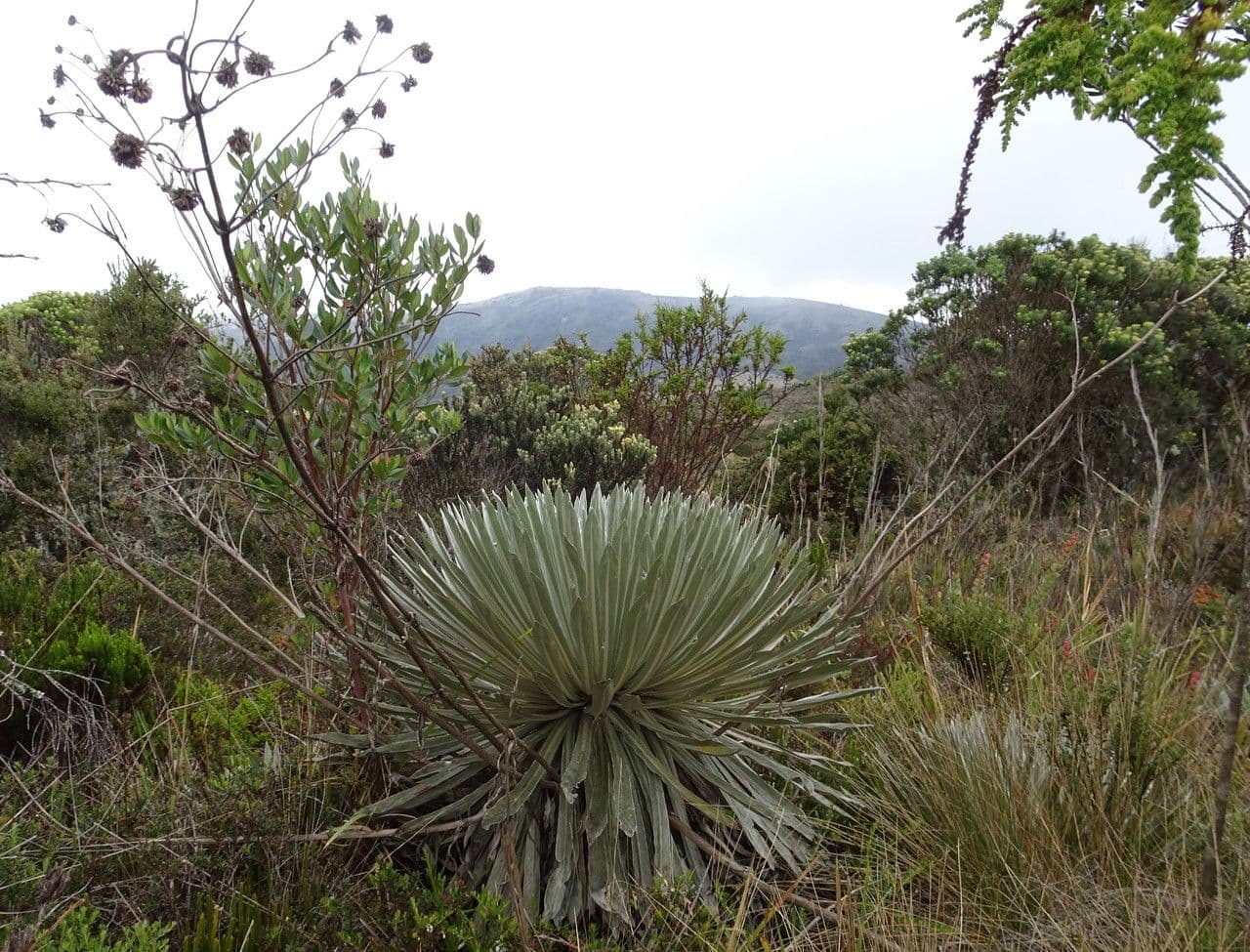 Espeletia 3