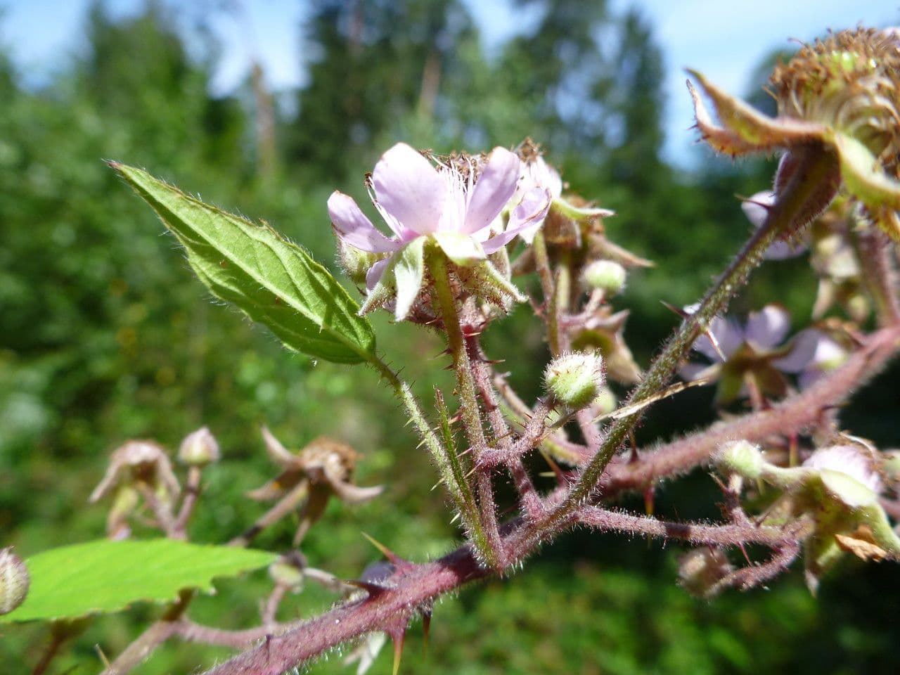 Rovo 2