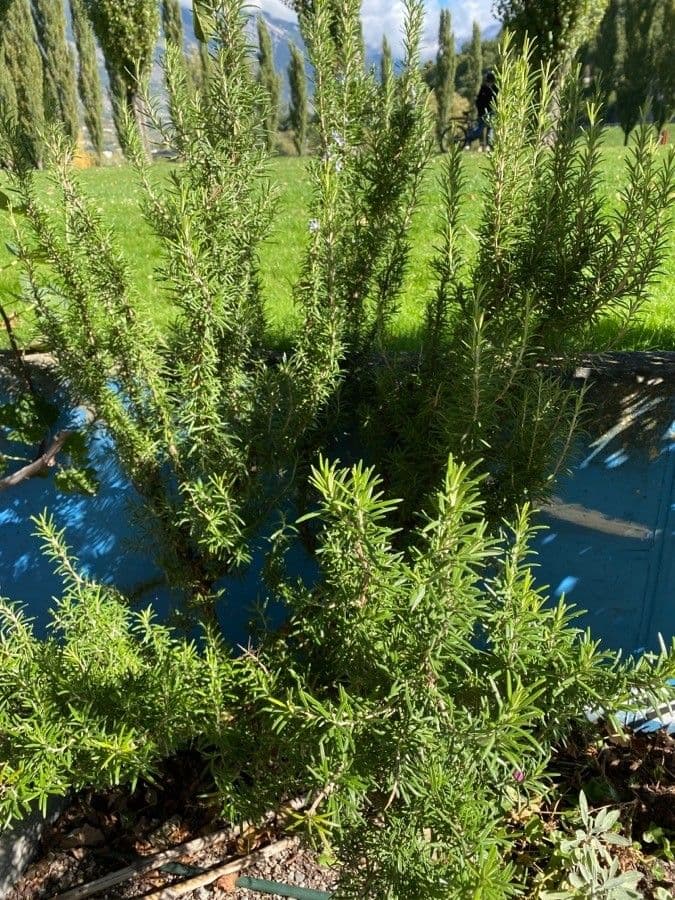 Rozmarýn lékařský 13