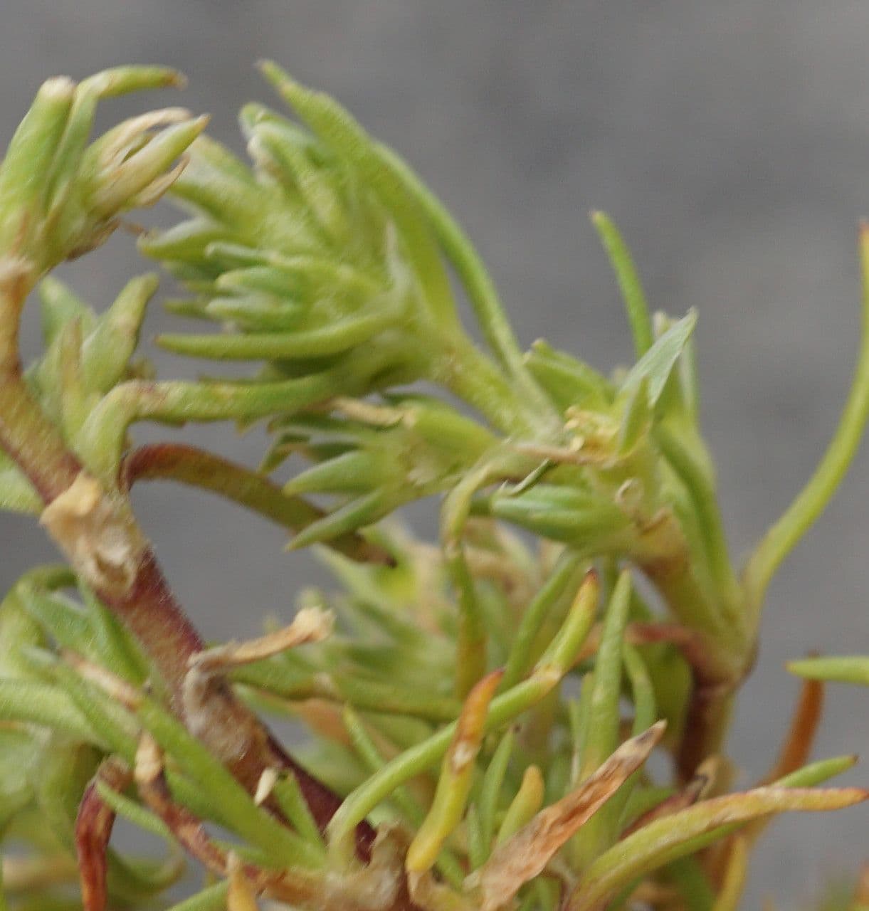 Scleranthus 16