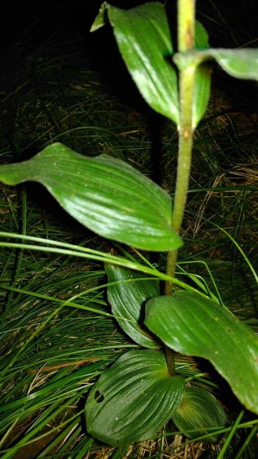 Epipactis leptochila 15
