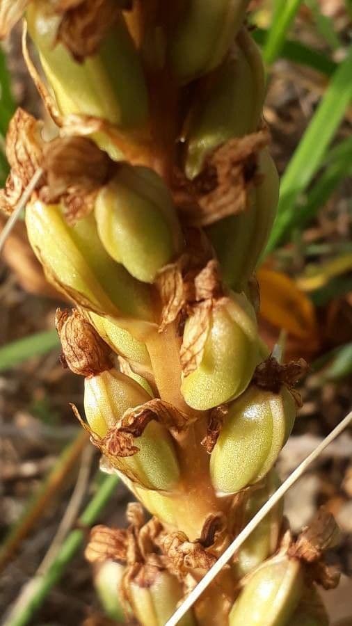 Orchis géant 5