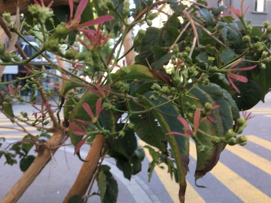 Fiore dei sette figli 27