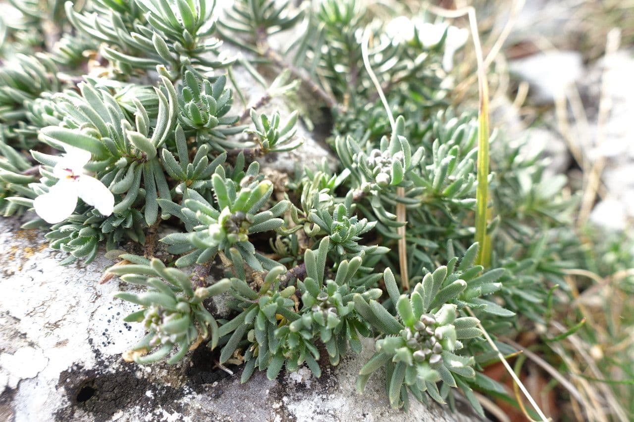 Felsen-Schiffchen 18