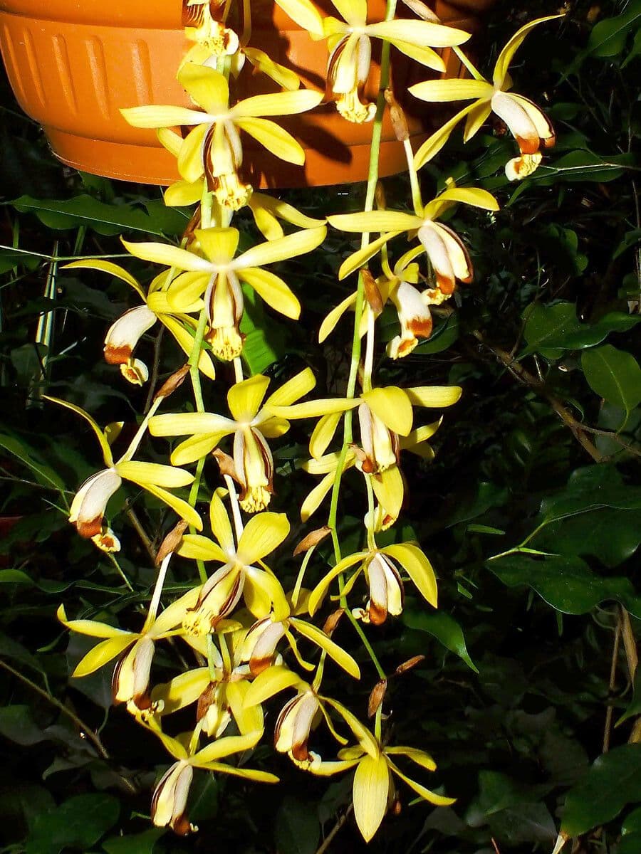 Dendrobium 5