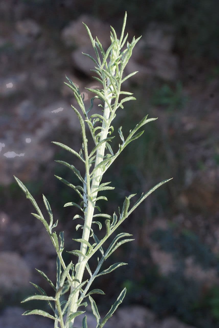 Cheirolophus 16