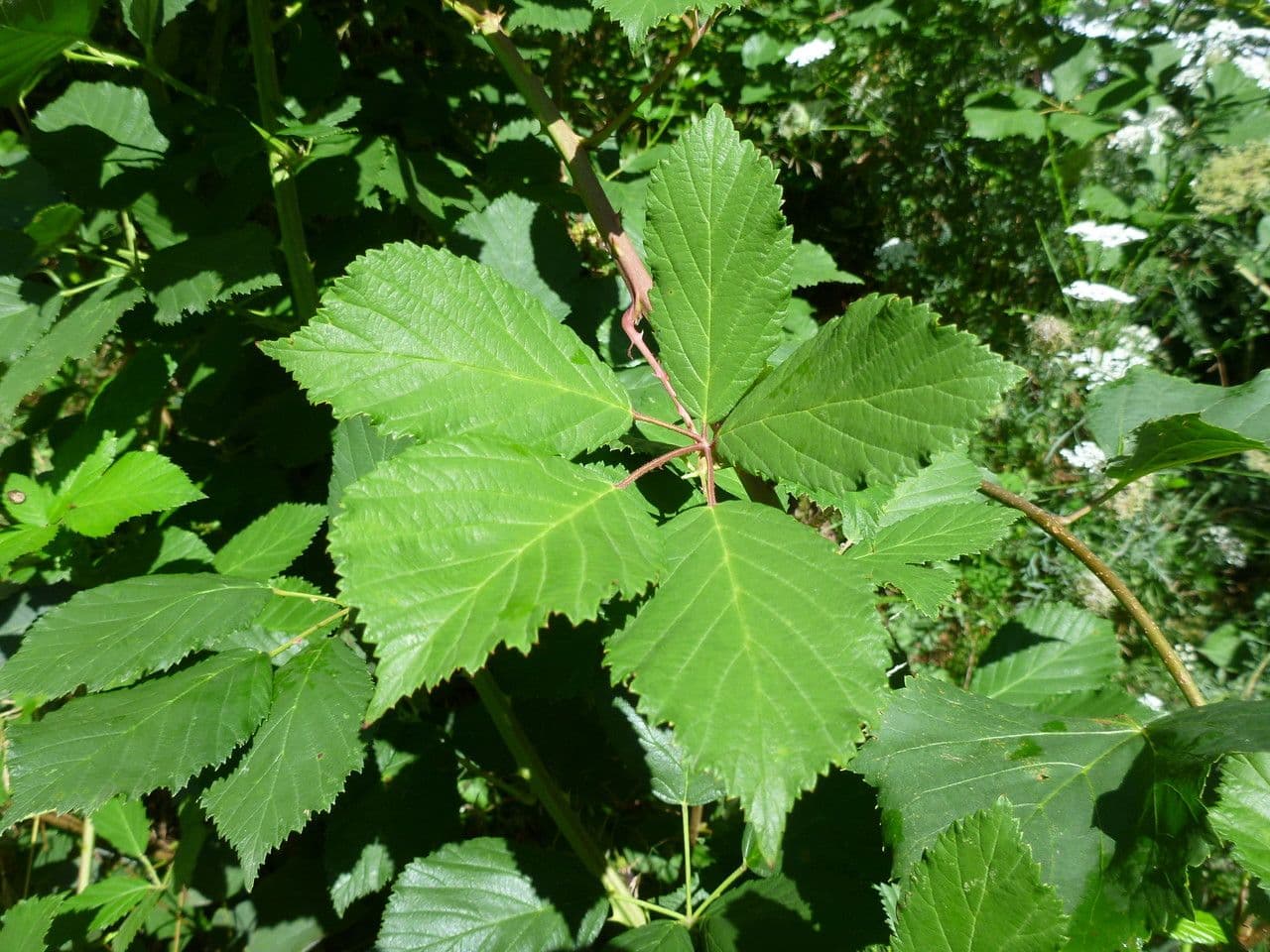 Brombeere 11