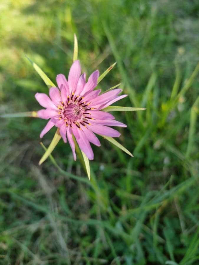 Geropogon hybridus 19