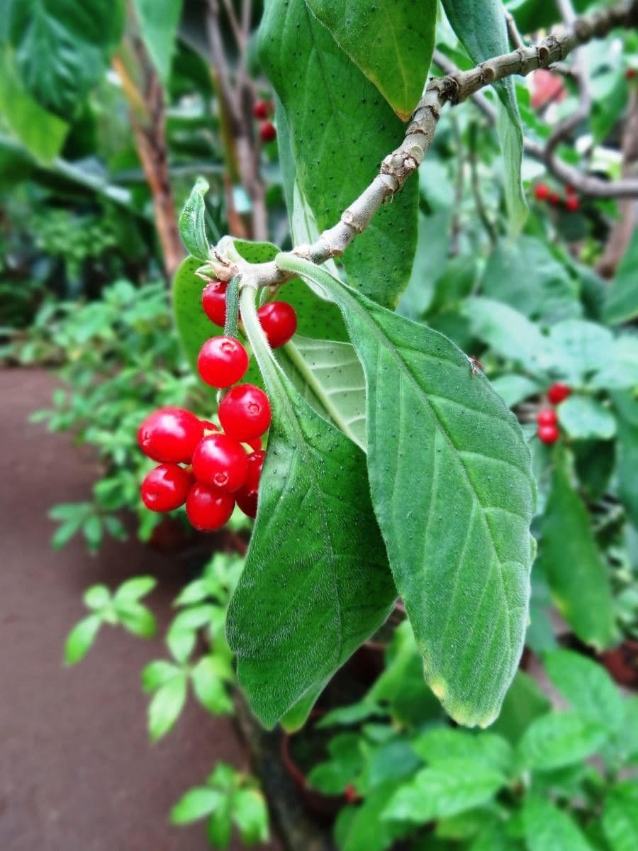 Psychotria punctata 3