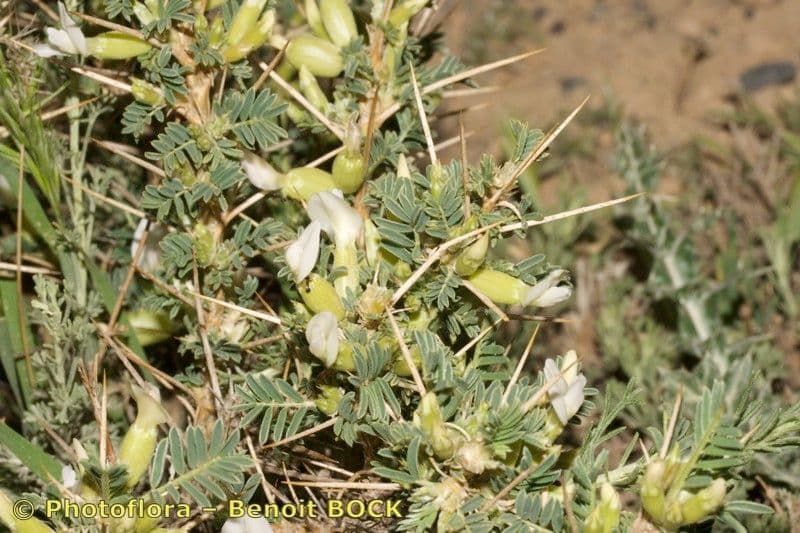 Astragalo 11