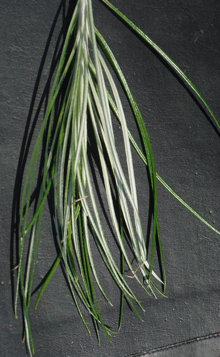 Ptilostemon chamaepeuce 16