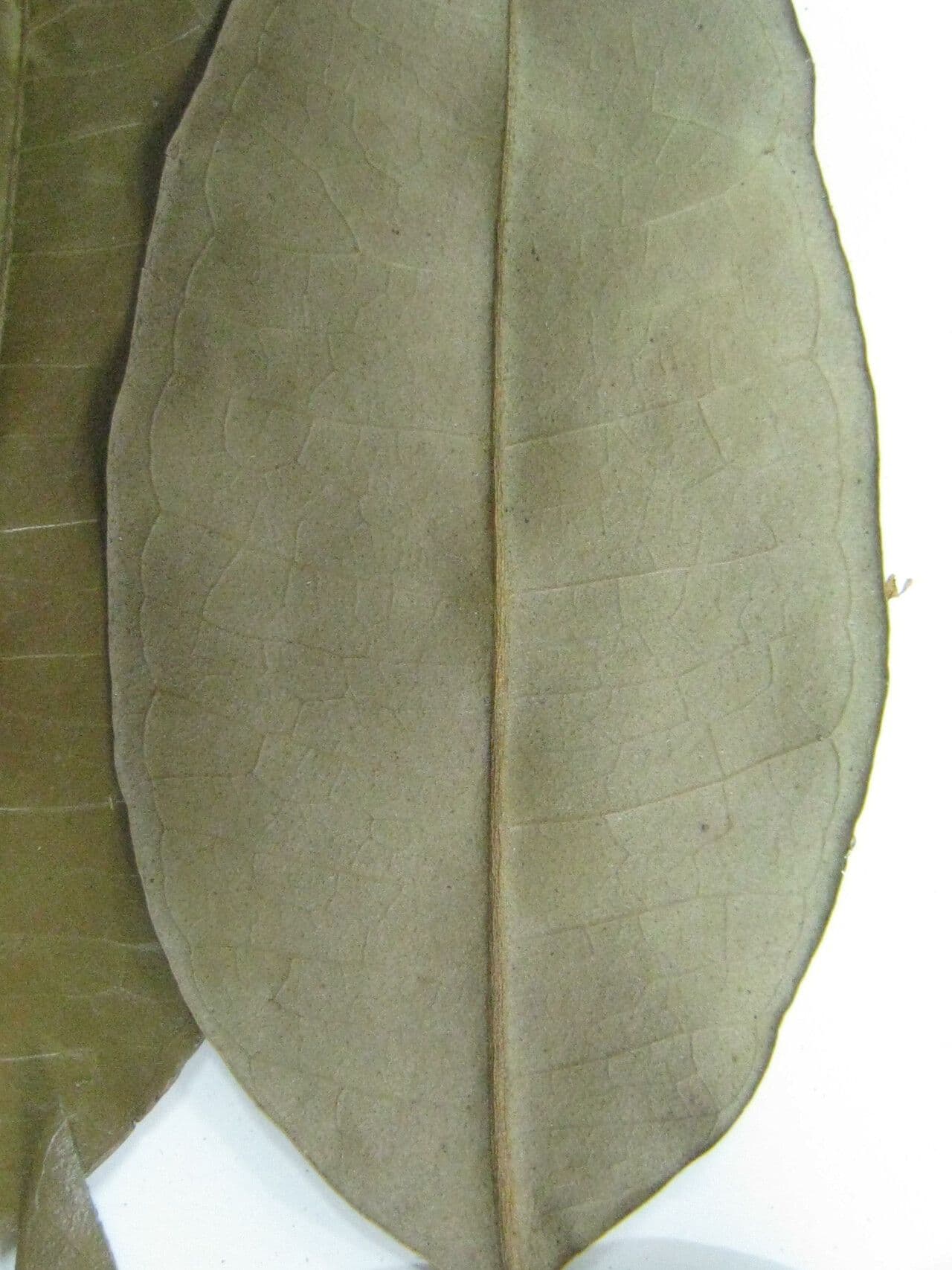 Eugenia 5