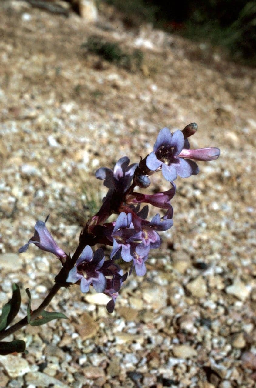 Smoothleaf beardtongue 8