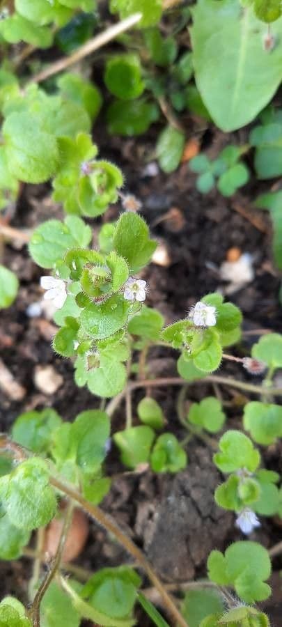 Veronica filiforme 3