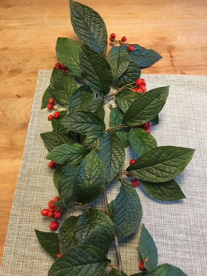 Cotonéaster 16