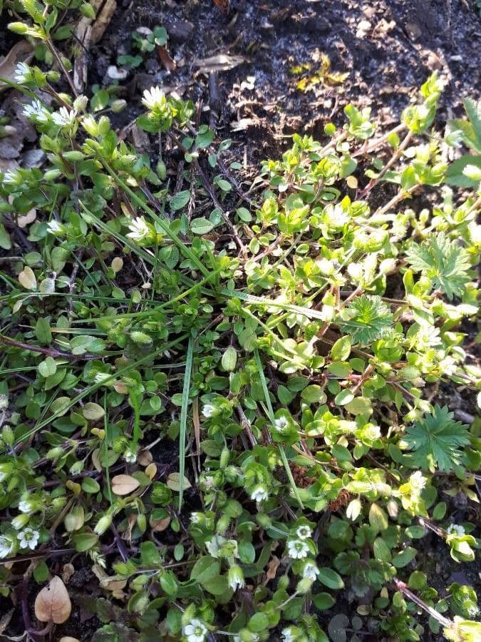 Sabulina