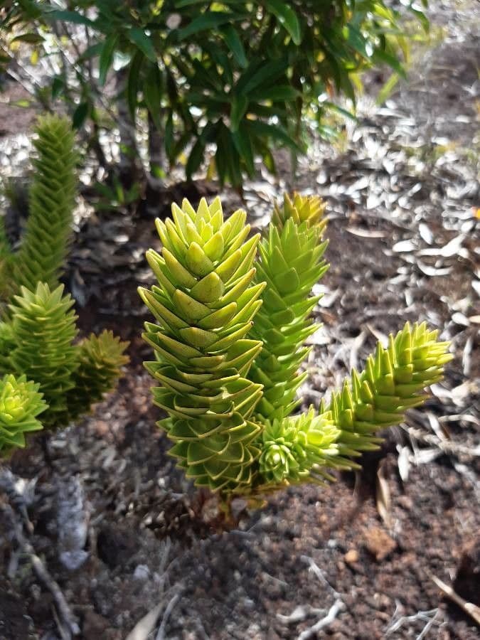 Araucaria 11