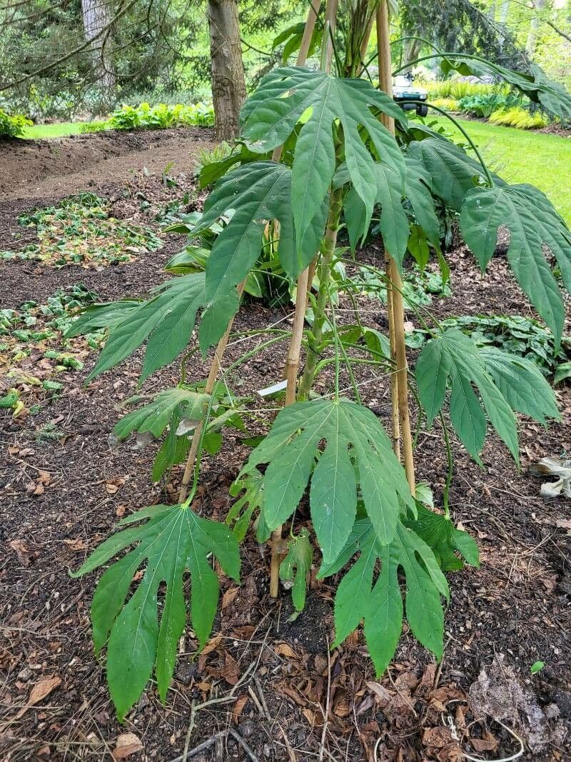 Fatsia 4