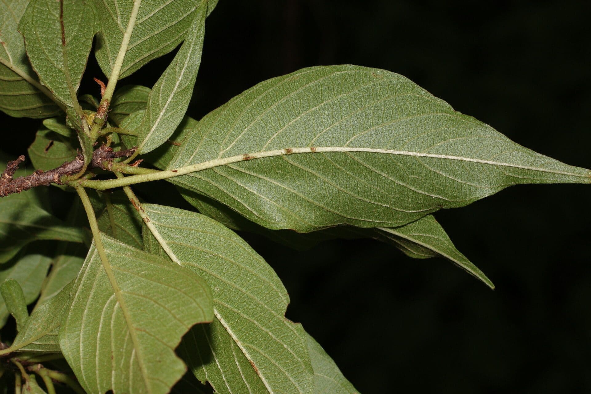 Colubrina elliptica 6