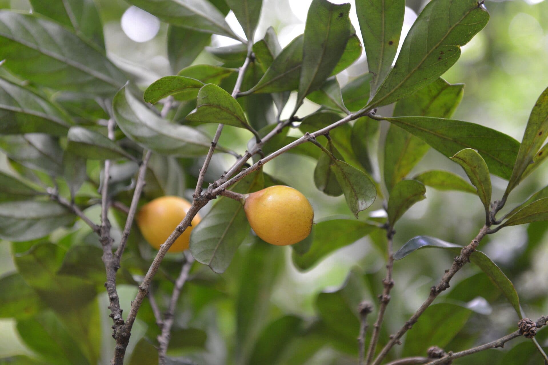 Pouteria 3