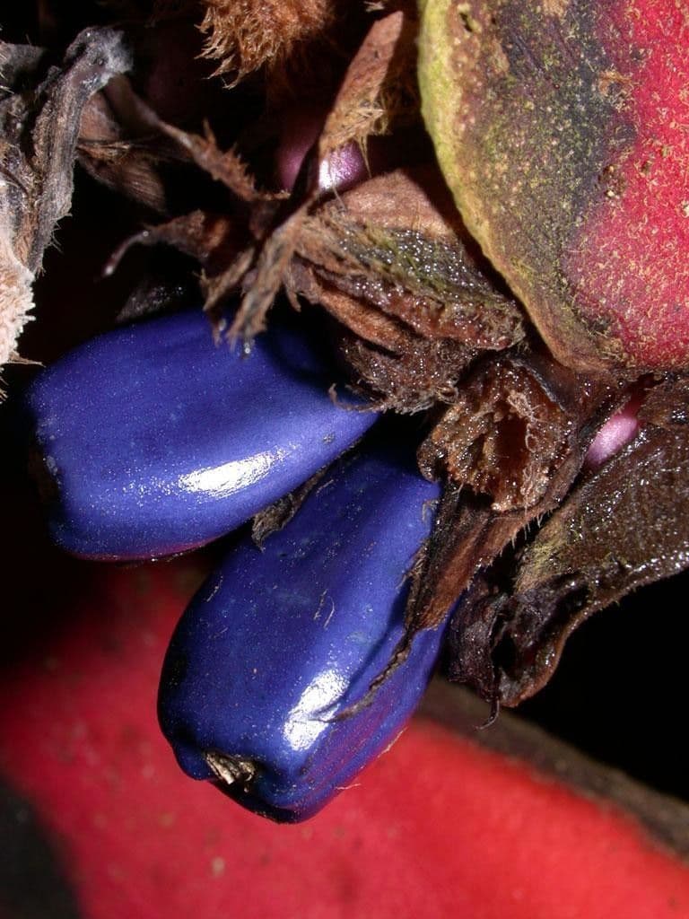 Helikonia brodata 2