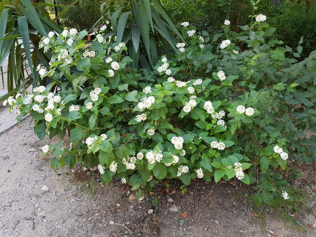 Lantana canescens 10