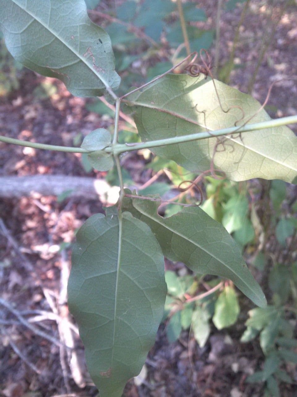 Bignonia 8