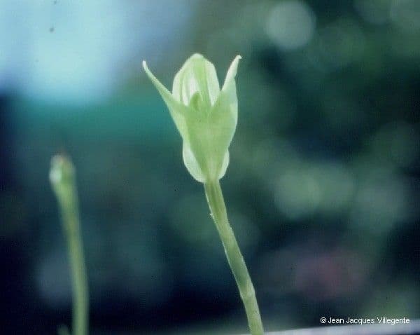 Pterostylis 3