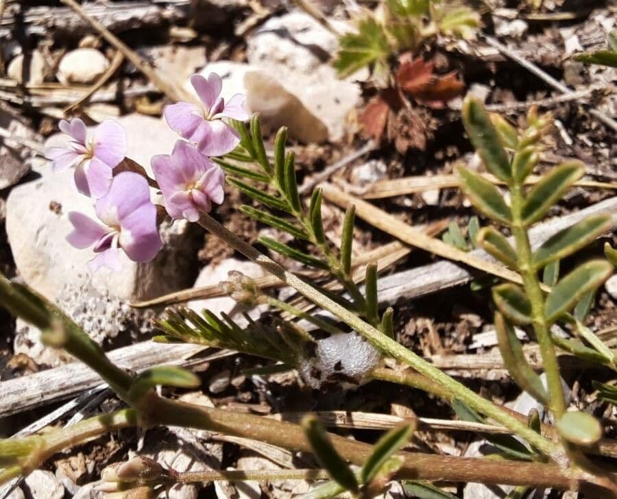 Astragalo austriaco 17