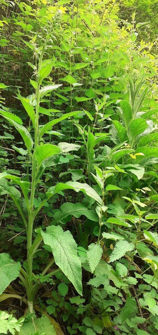 Crassocephalum