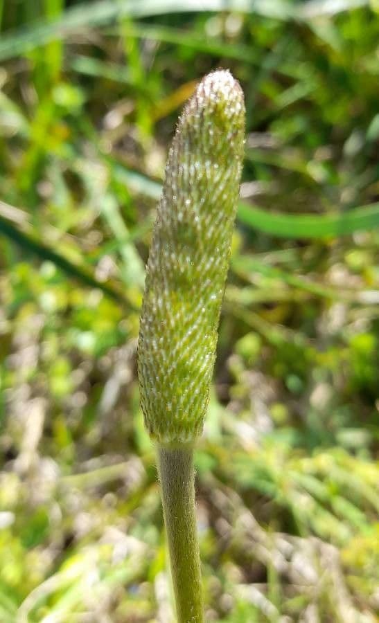 Süße Anemone