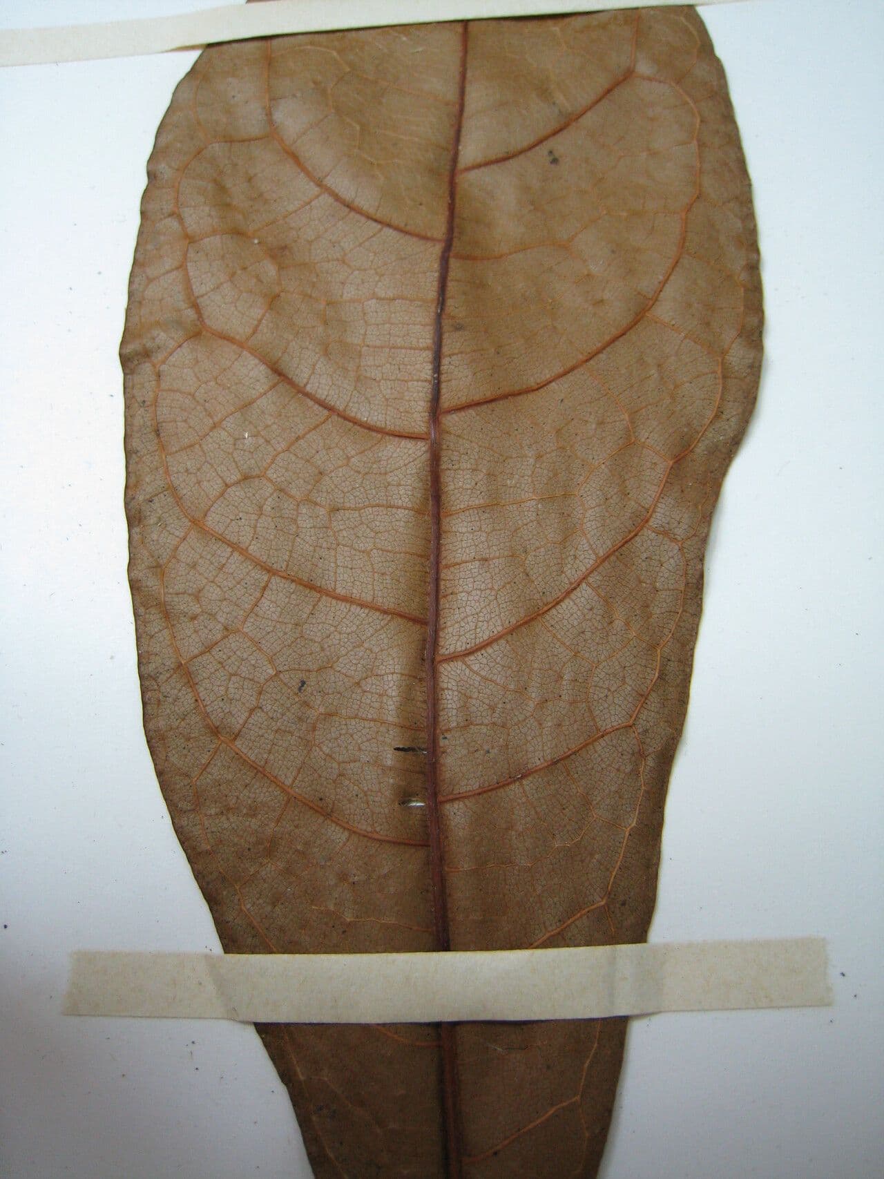 Carpotroche 2