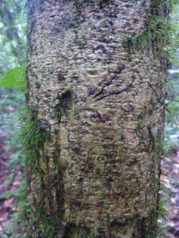 Duguetia 10