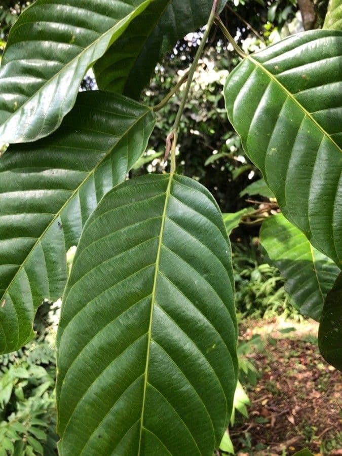 Minquartia guianensis 11
