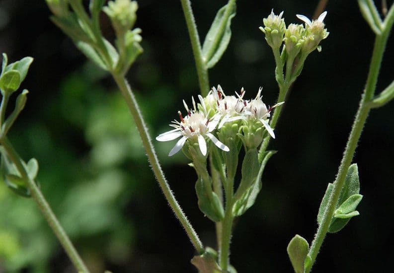 Sericocarpus 3