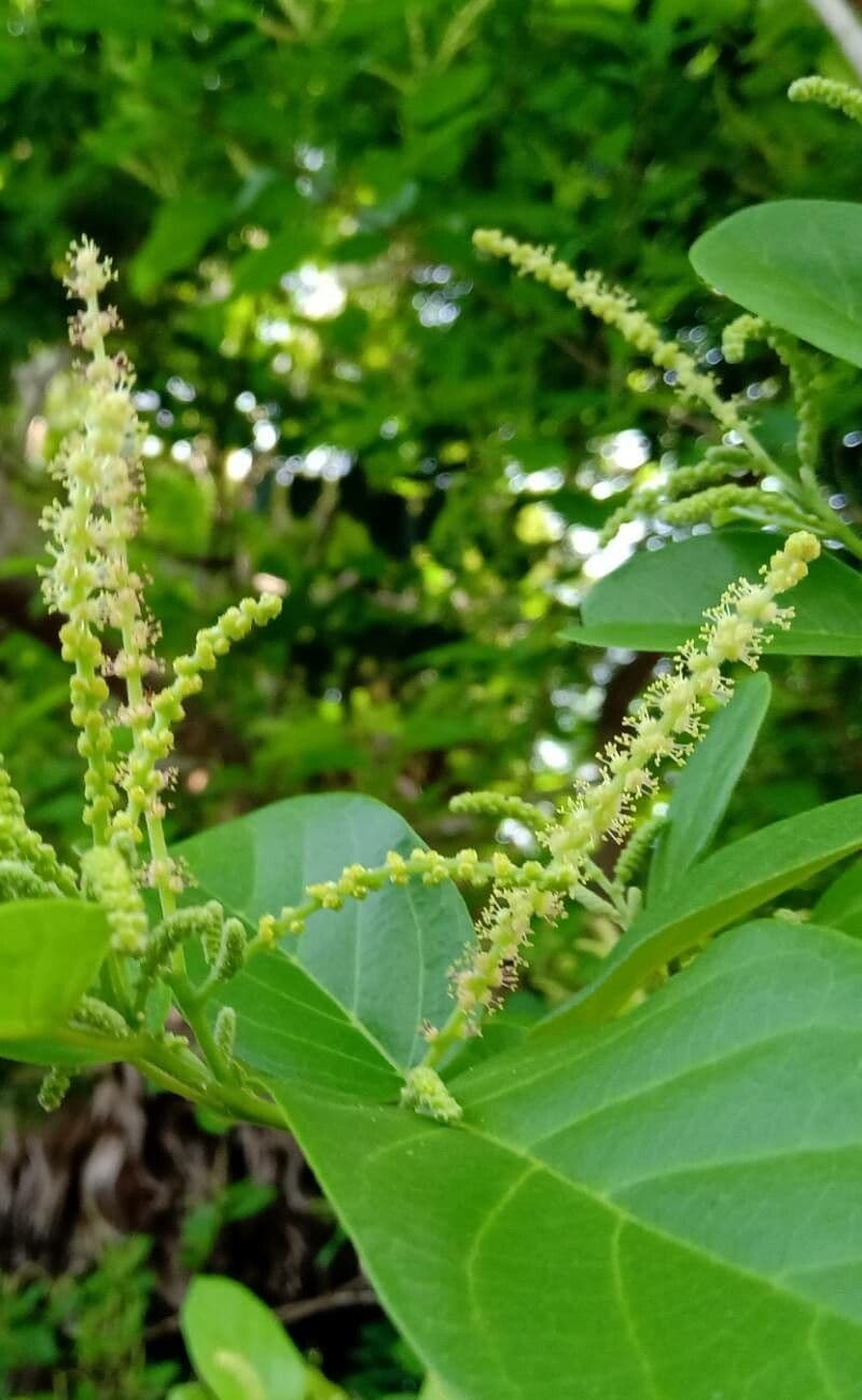 Mirabolano bellerico 2