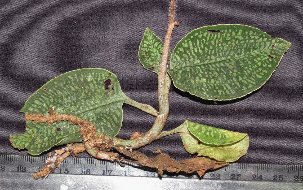 Aspidogyne 7
