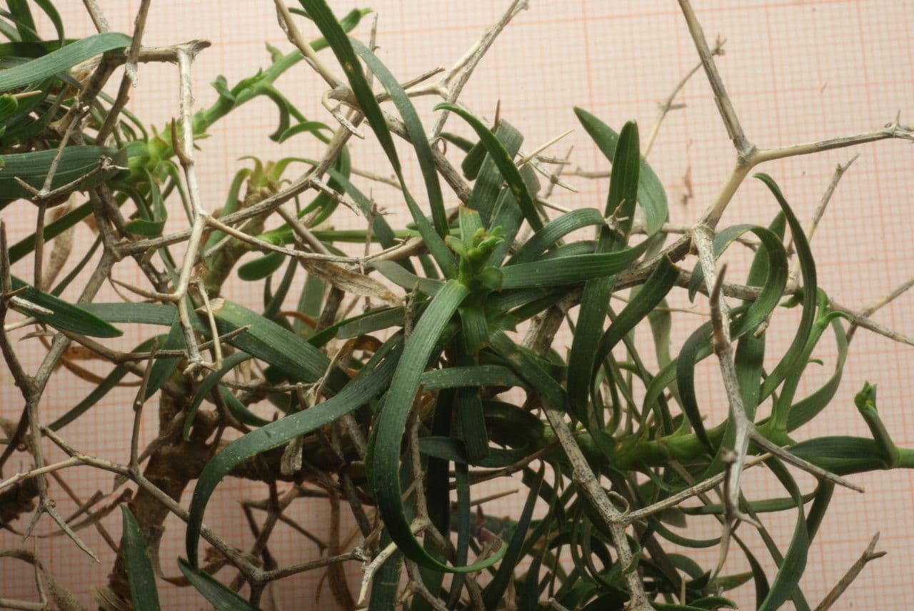 Bupleuro 12