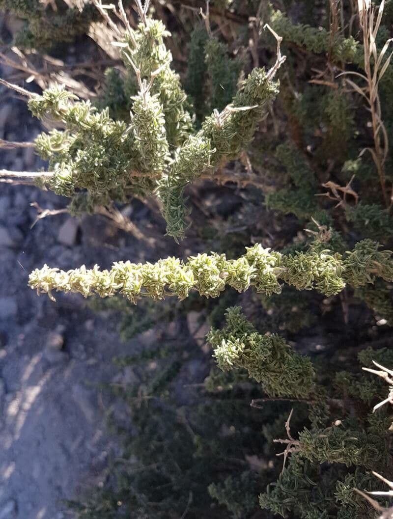 Adenocarpus viscoso 16