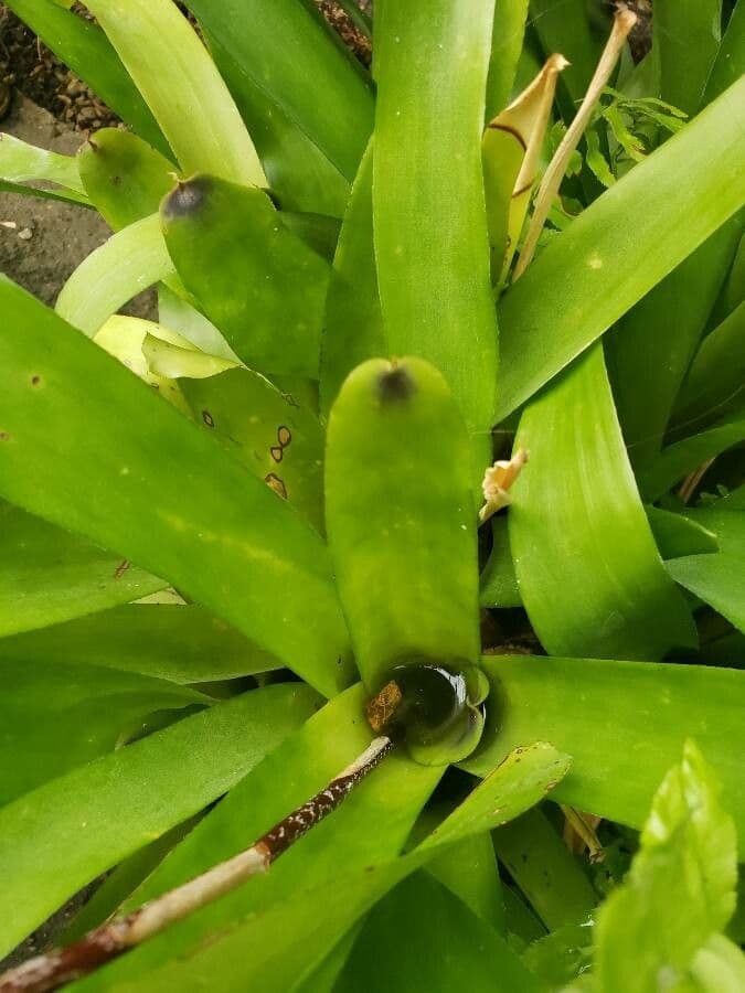 Aechmea 13