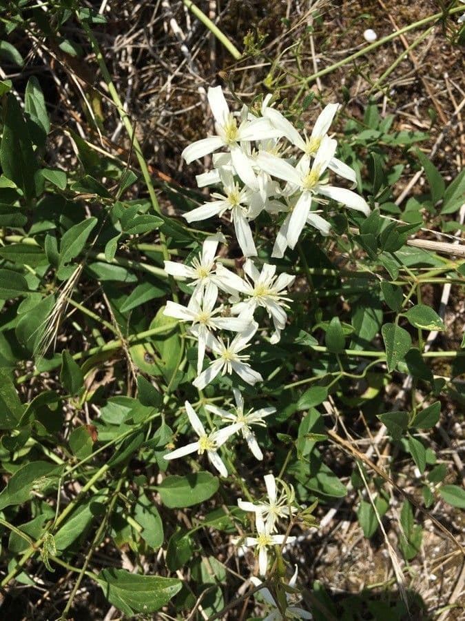Clematítide 6