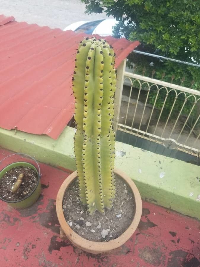Stenocereus 2