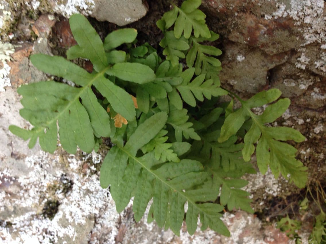 Polypodium californicum 6